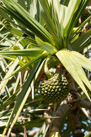 green jackfruit fruit on a tree with leaves.