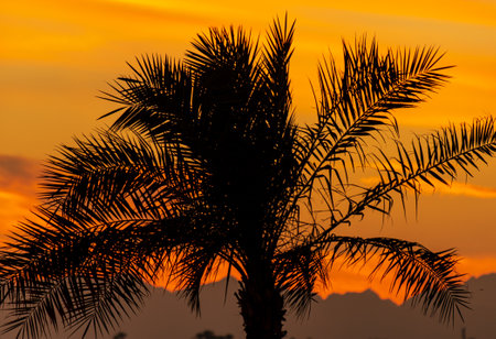 palm leaves against the backdrop of a sunsetの写真素材