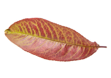 autumn peach leaves on white background