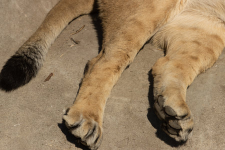 tail and paws of a lion on a light backgroundの写真素材