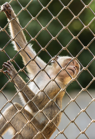 monkeys in a cage in a nursery