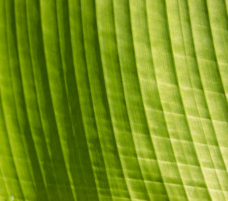 banana leaf texture as backgroundの写真素材