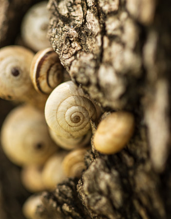 small shelled snails on the bark of a treeの写真素材