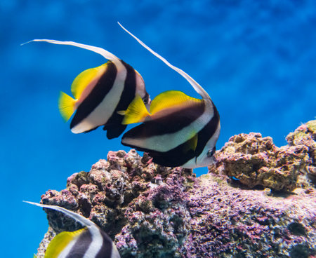 exotic fish in blue clear waterの写真素材