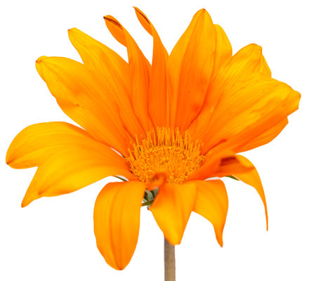 orange flower us white backgroundの写真素材