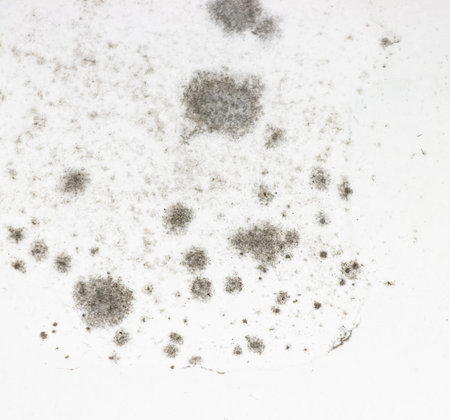 black mold on white wall as backgroundの写真素材