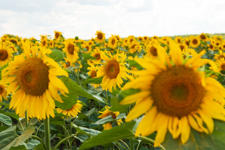 yellow big sunflower flowers as backgroundの写真素材