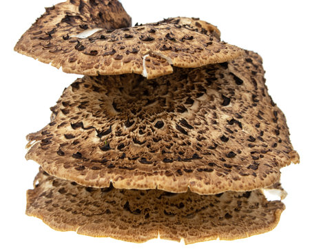 inder fungus on a white background.の写真素材