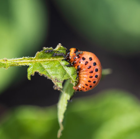 Colorado potato beetle on a green potato leaf