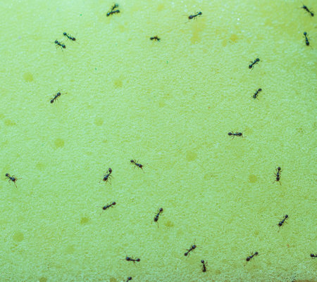 Ants on a wet surfaceの写真素材