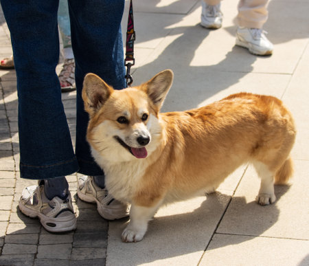 purebred red dog for a walkの写真素材