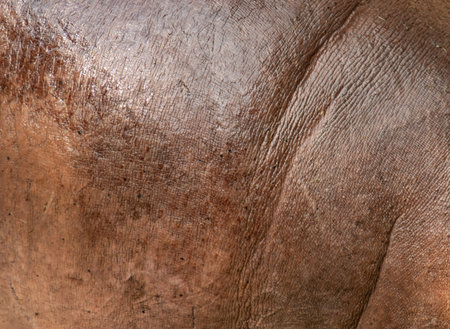 wet hippo skin as backgroundの写真素材