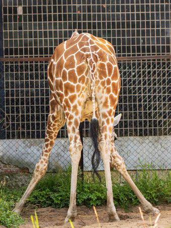 giraffe standing upside downの写真素材