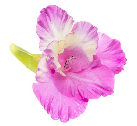 pink gladiolus flower isolated on white backgroundの写真素材