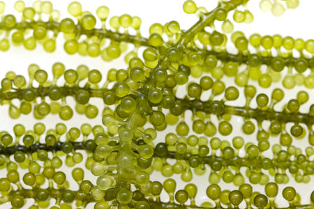 sea grape seaweed on white backgroundの写真素材