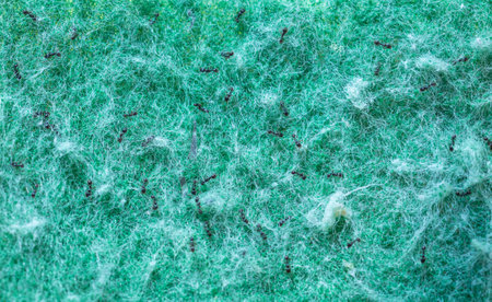 Ants on a wet surfaceの写真素材