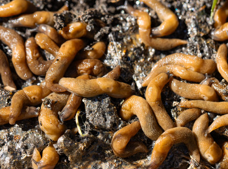 A bunch of creatures are crawling on the ground. They are all brown.