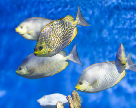 exotic fish in blue clear waterの写真素材