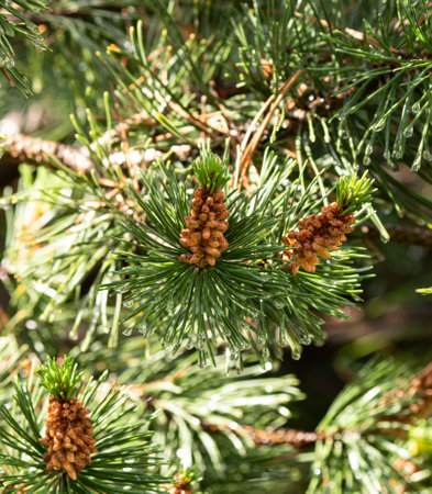 A tree with green leaves and brown cones. The tree is full of life and has a sense of growth and...