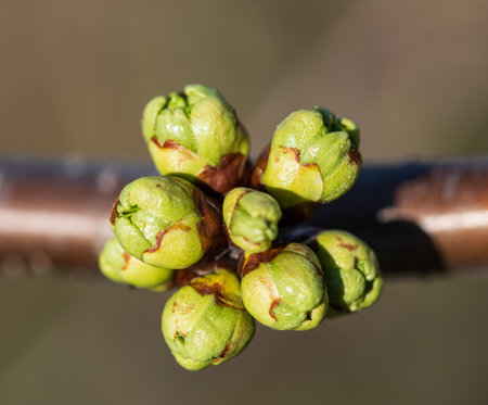 A cluster of green buds on a tree branch. They are clustered together and are on the branchの写真素材