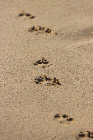 A set of footprints in the sand. The footprints are small and appear to be from a dog. The image has a calm and peaceful moodの写真素材