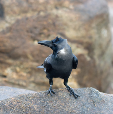 A black bird with a white head is standing on a rock. The bird has a curious expression on its faceの写真素材