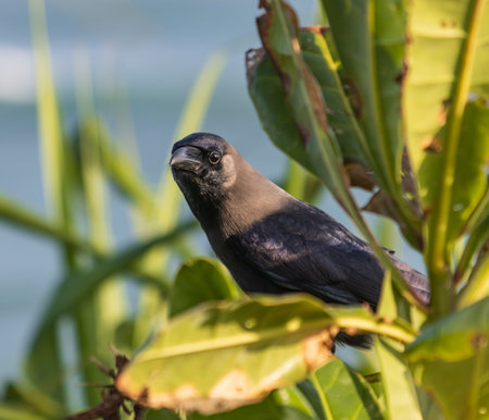 A black bird is perched on a leafy branch. The bird is looking down at the groundの写真素材
