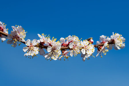 A branch with many white flowers on it. The flowers are yellow and red. The sky is blueの写真素材