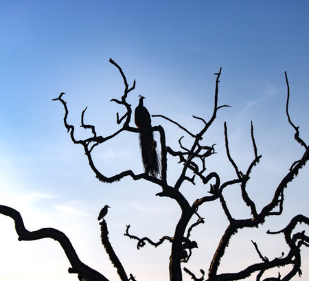 A bird is perched on a tree branch. The sky is clear and blue. The bird is a peacockの写真素材