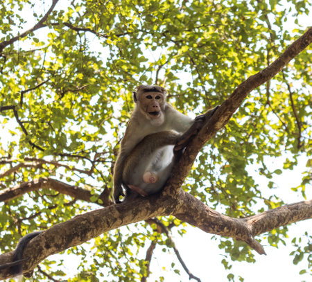 A monkey is sitting on a tree branch. The monkey is looking at the camera. The tree is full of...