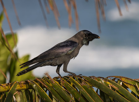 A black bird is perched on a leafy branch. The bird is looking down at something on the ground