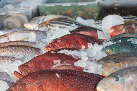 A variety of fish are displayed in a cooler with ice. The fish are of different colors and sizes,...
