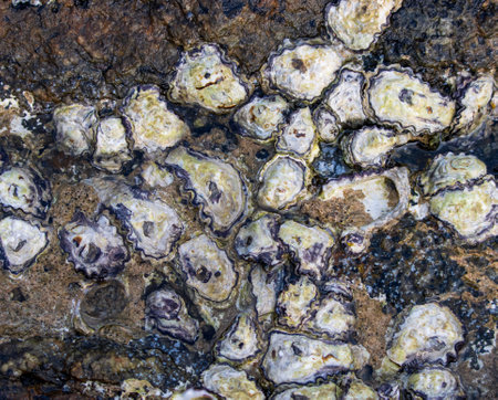 A rock covered in oyster shells. The shells are in various sizes and shapes, and some are broken....