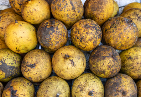 A pile of fruit with a brownish yellow color. The fruit is covered in dirtの写真素材