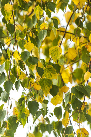 A tree with green leaves and yellow leaves. The leaves are arranged in a way that they are not...