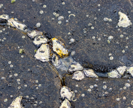 A rocky shoreline with a lot of shells and debris. The image has a mood of being somewhat desolate and abandonedの写真素材