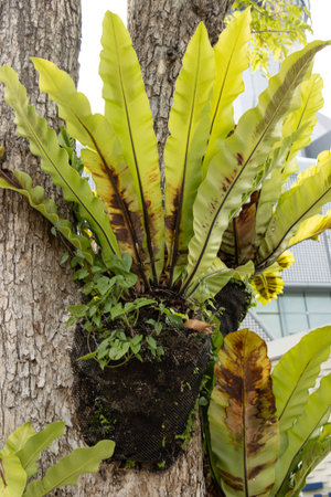 fern growing on a tree trunkの写真素材