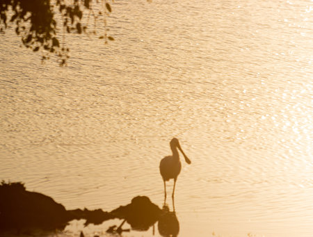 A bird is standing on a rock in front of a body of water. The water is calm and the sky is orangeの写真素材