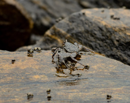 A crab is standing on a rock in the water. The crab is small and has a brown shellの写真素材