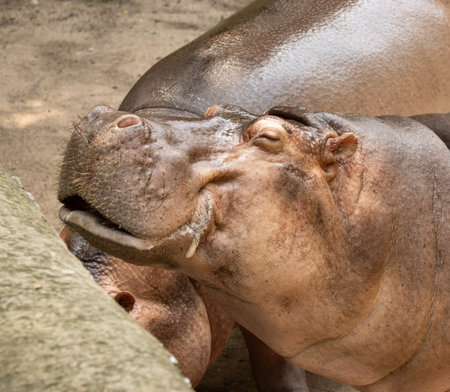 A hippo is looking at the camera with its mouth open. The hippo is in a zoo enclosure