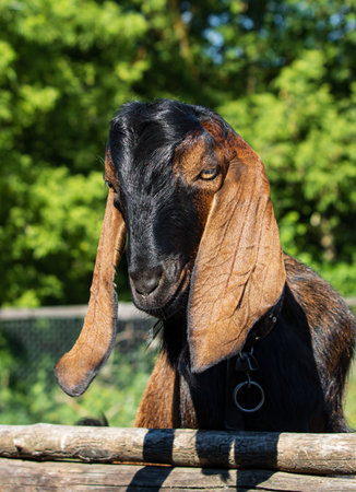 animal goat in the householdの写真素材