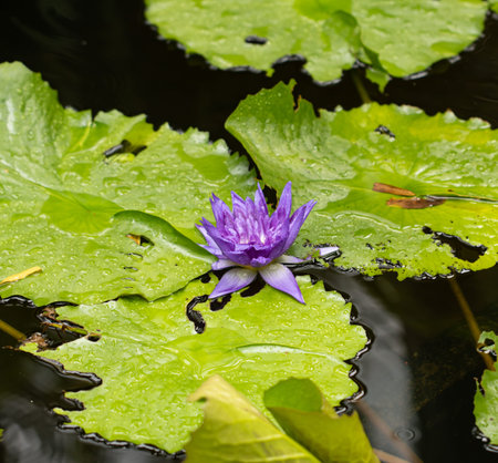 A purple flower is sitting on a leaf of a plant. The flower is surrounded by water and the leaf is wetの写真素材
