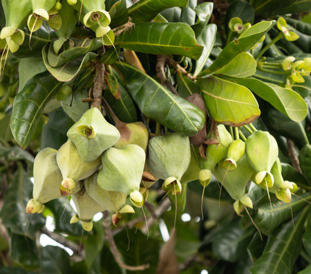 A tree with green leaves and fruit. The fruit is green and has a small, round shape