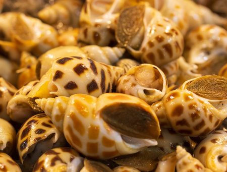 A pile of shells with a brown and yellow color. The shells are arranged in a way that they look like they are in a bowlの写真素材