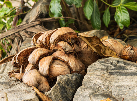 A pile of coconut shells on a rock. The shells are brown and have a rough texture. The scene has a natural and rustic feel to itの写真素材