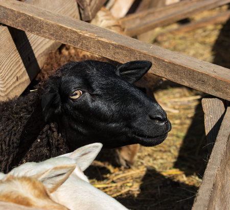 animal goat in the householdの写真素材