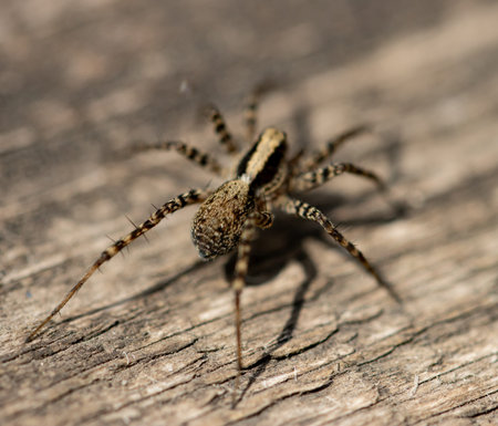 A brown and black spider is on a wooden surface. It is standing on its hind legs. The spider is...