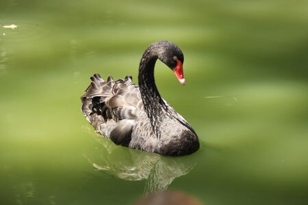 black swanの写真素材
