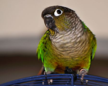 Green cheek conure parrot on top of blue cage against an off-white backgroundの写真素材