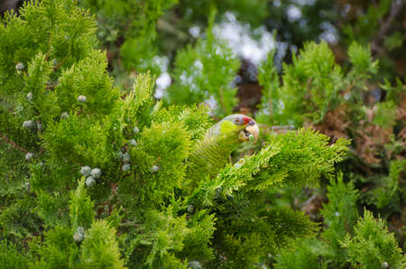 Feral Red Crested Parrot Peeking out of Juniper in Escondido California	, near San Diego